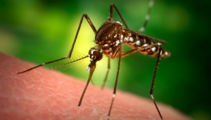 c2bfpor-que-los-mosquitos-no-nos-dejan-dormir