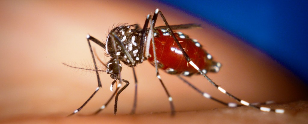 An Aedes albopictus female mosquito feeds on a human blood meal. Photo by James Gathany, Centers for Disease Control and Prevention