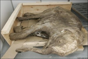 Mamut