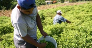 14221226372_decfaf2d67_o