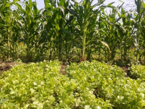 seg. CCC  los reyes y sagrado cor. armerÃ-a 5