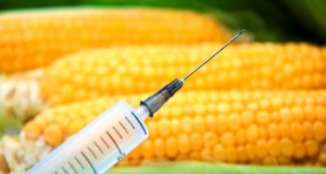 Sweet corn, genetic engineering