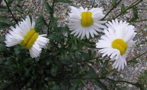 El_23105939