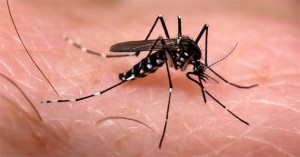 El-Chikungunya-fue-creado-en-laboratorio-y-tiene-vacuna