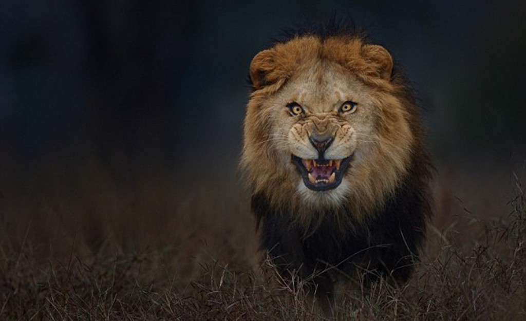 275DA2F100000578-0-image-a-1_1428539136554