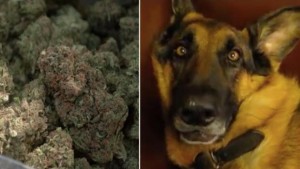 5f745f31d150454dae1539a481aa620f_620x350