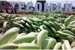 platanos-tecoman-450x300