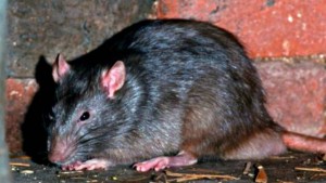 ratas_3