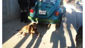 1818_perro-arrastrado-en-oaxaca_620x350