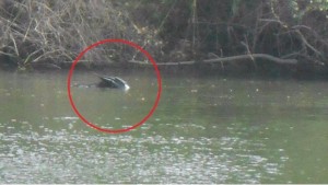 1331_extrana-criatura_620x350