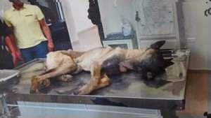 0857_especial_620x350