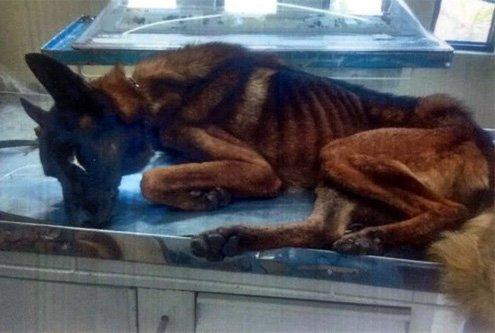 20160531085815_cjyziz8ugaalc_3_620x6200