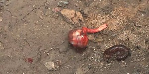 13330989_1721259014821783_862697337607605598_n