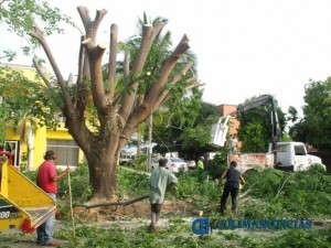 tala-de-arboles