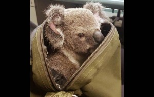 int12636869cd3c806_1