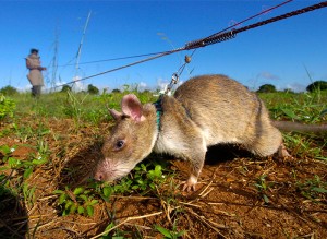 ratas-heroicas-detectoras-minas-apopo-africa-portada