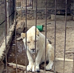 LEON-AFRICANO-COLIMA-PROFEPA11
