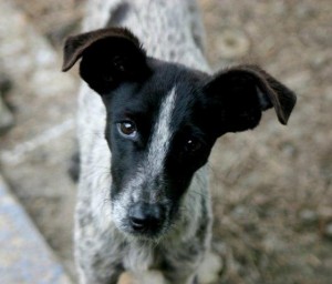 perrito