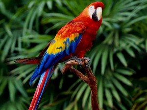 Nanciyaga-guacamayas