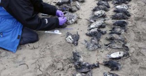 muerte-aves